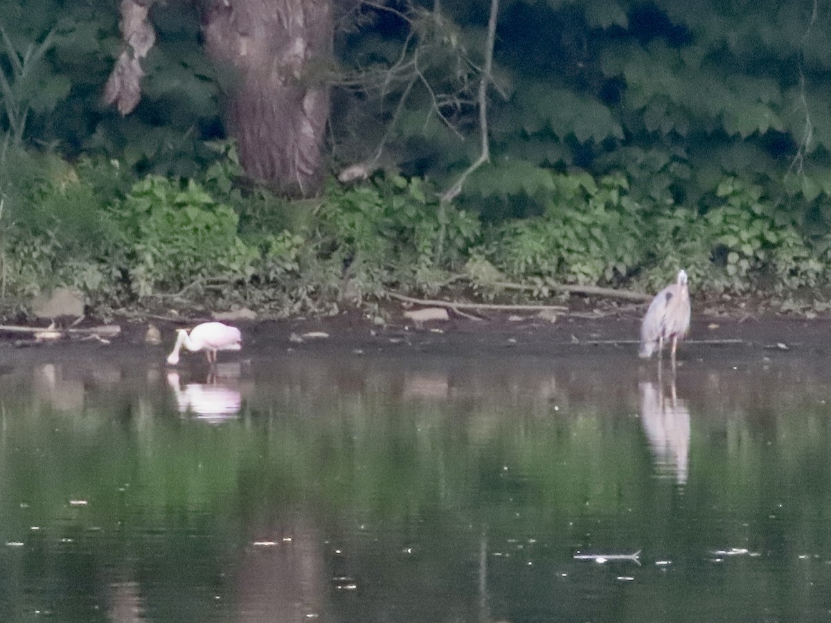 Great Blue Heron - Sherry Russak