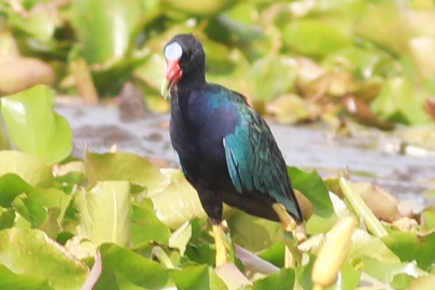 Purple Gallinule - Robert Hawkins