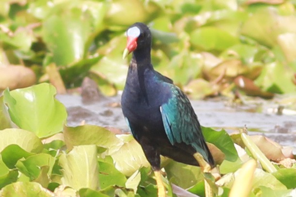 Purple Gallinule - Robert Hawkins