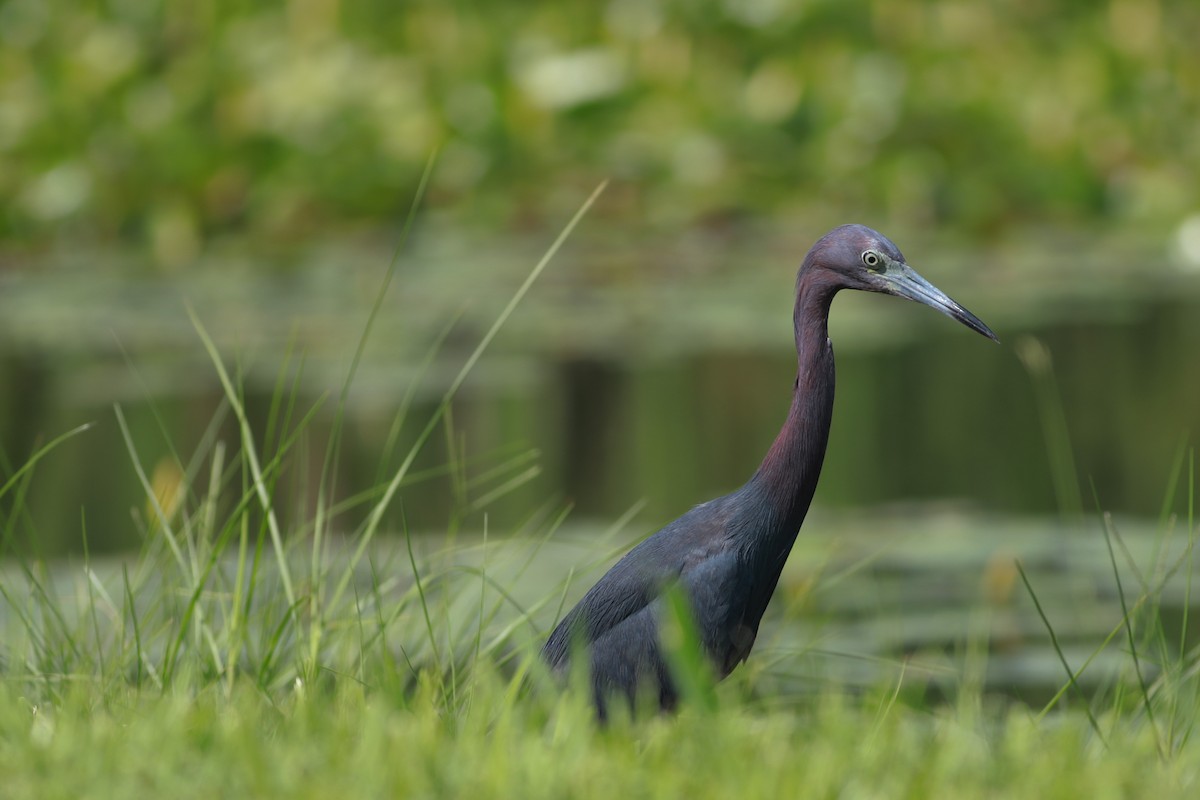 Little Blue Heron - Robert Hawkins