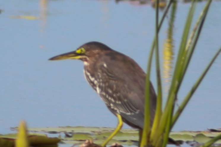 Green Heron - Robert Hawkins