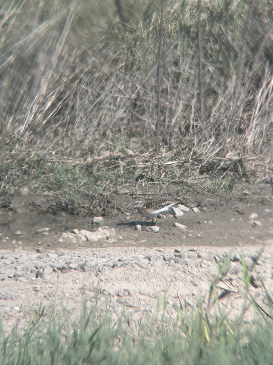 Least Sandpiper - ML603782001