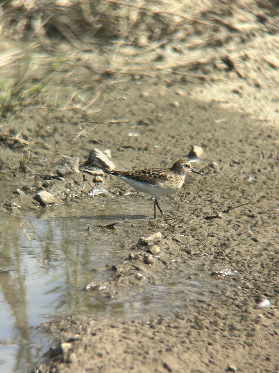 Least Sandpiper - ML603782011