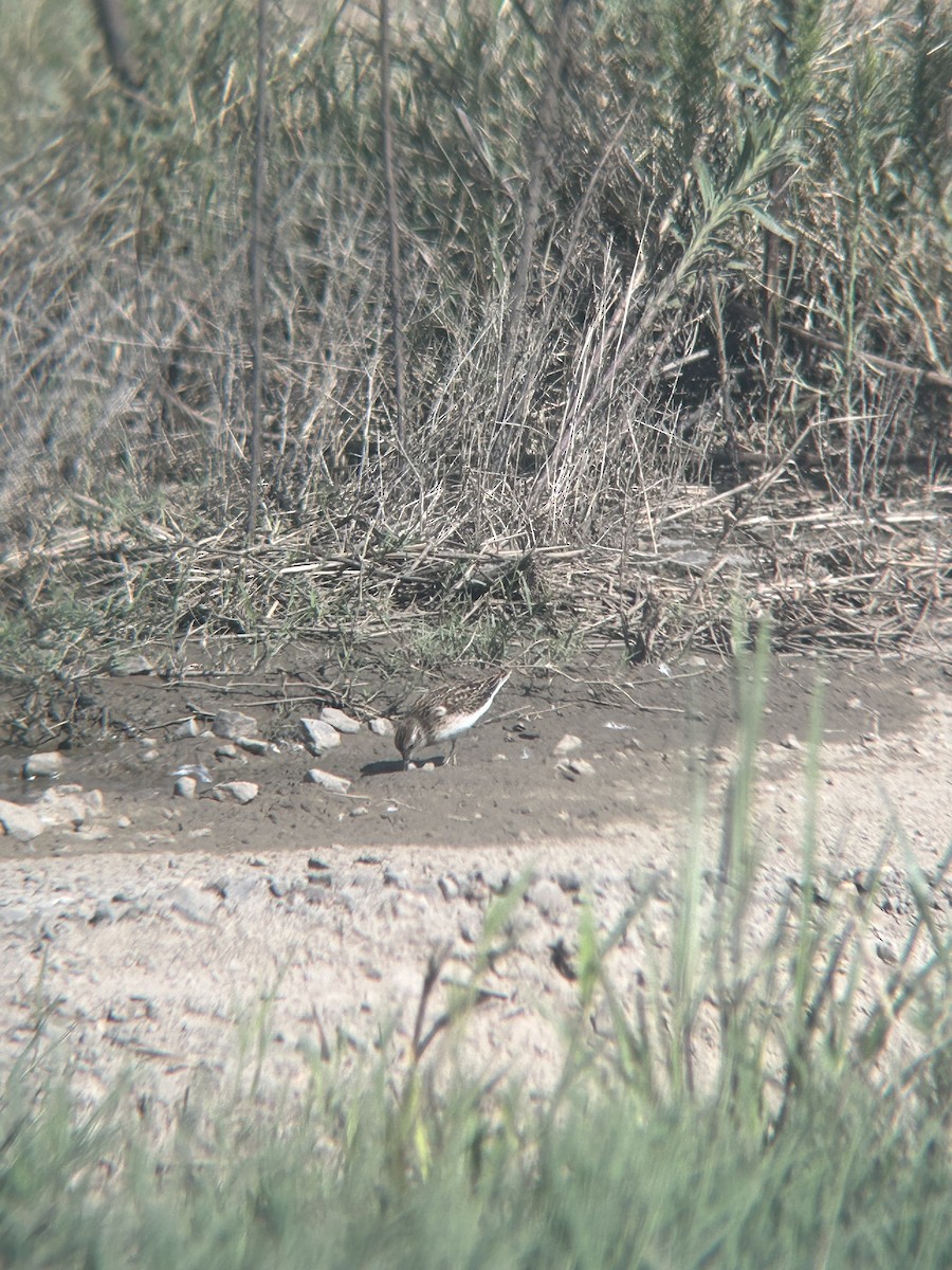 Least Sandpiper - ML603782021