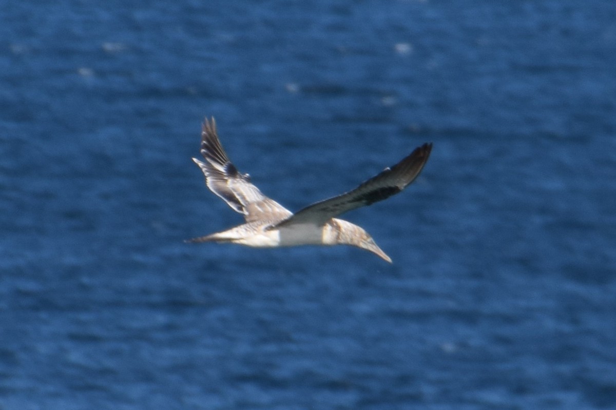 Australasian Gannet - ML60378531