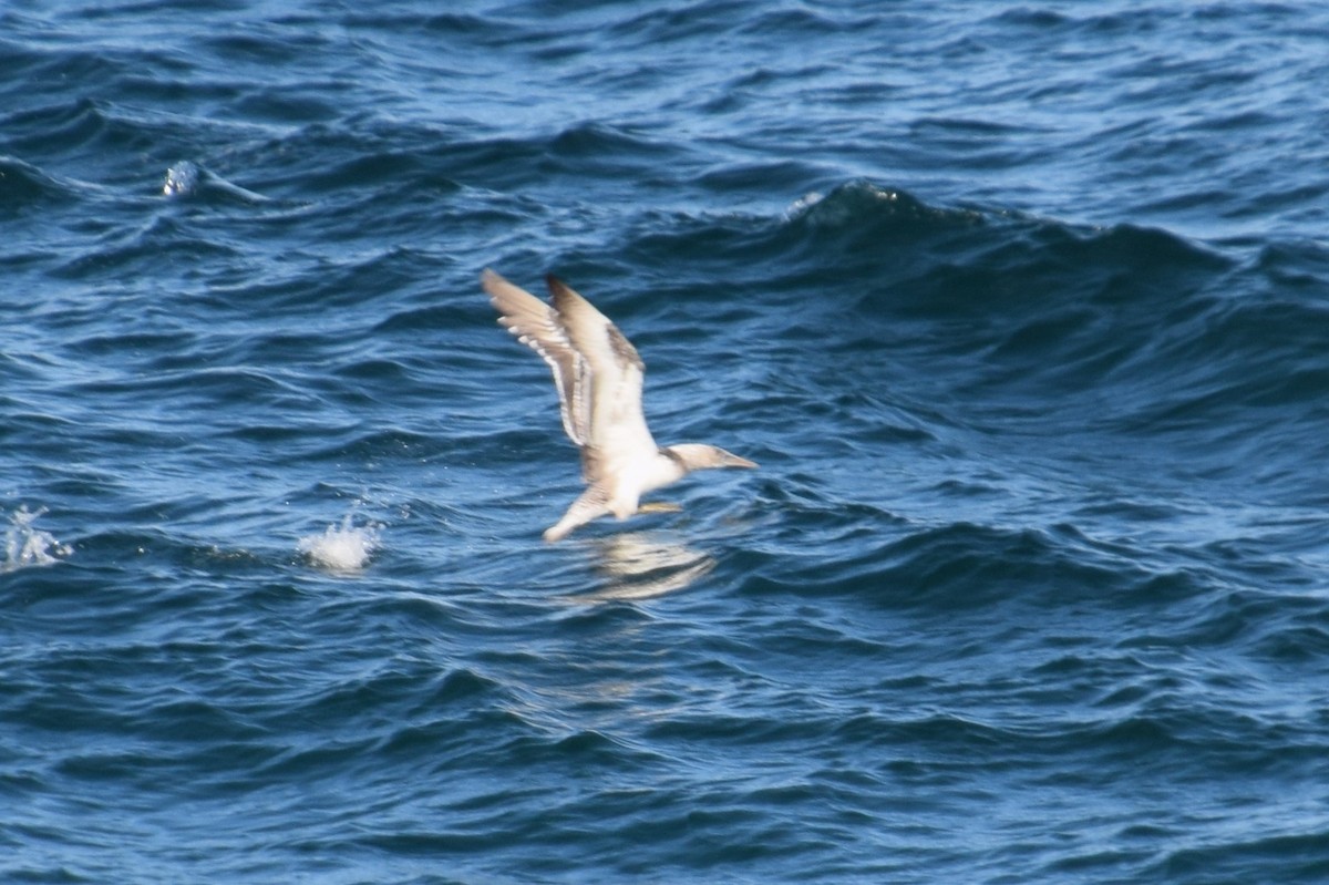 Australasian Gannet - ML60378541