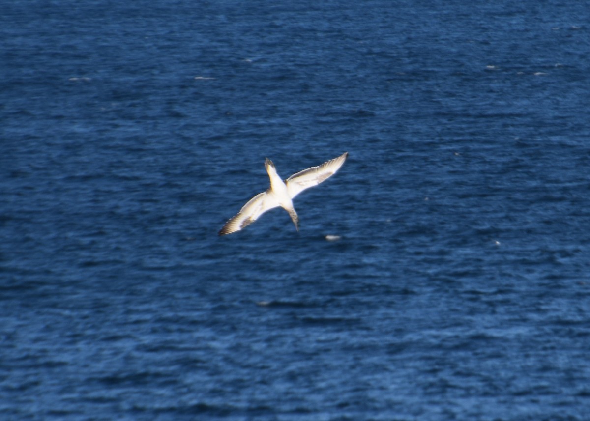 Australasian Gannet - ML60378551