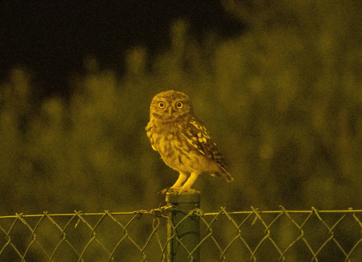 Little Owl - ML603785701