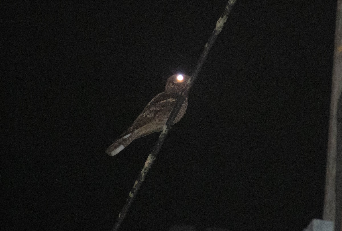 Eurasian Nightjar - ML603785711