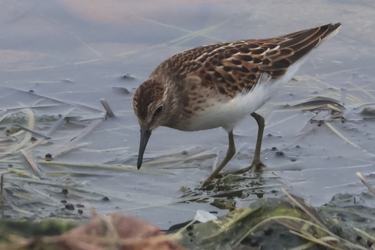 Least Sandpiper - Daniel Ruzzante