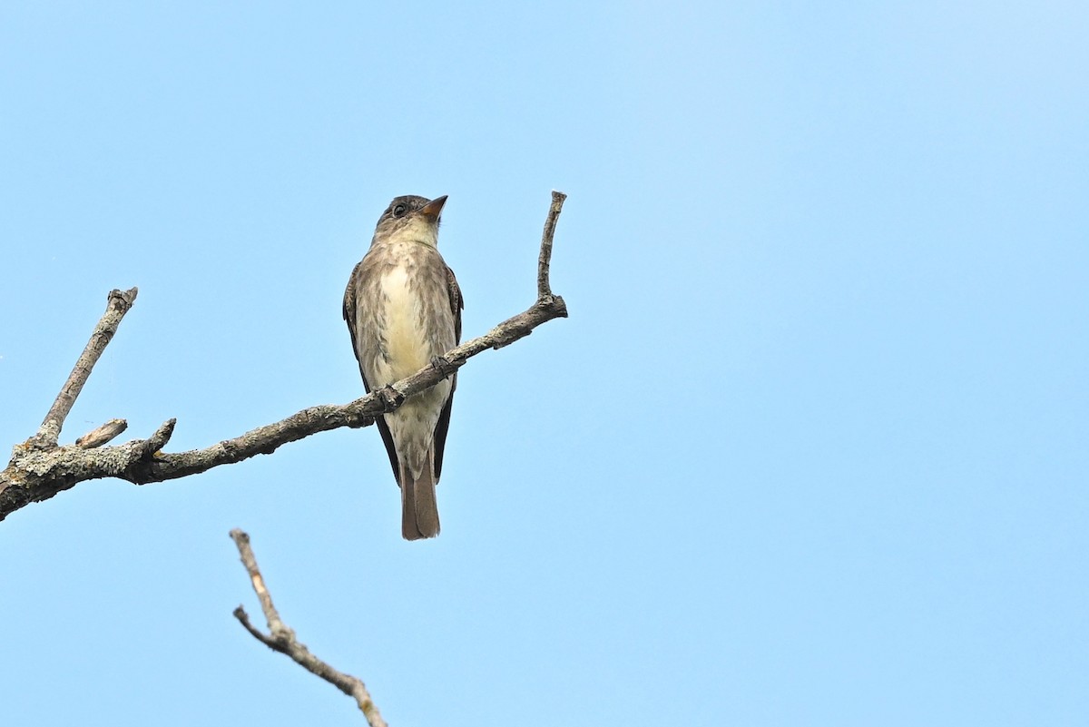 Olive-sided Flycatcher - ML603786921