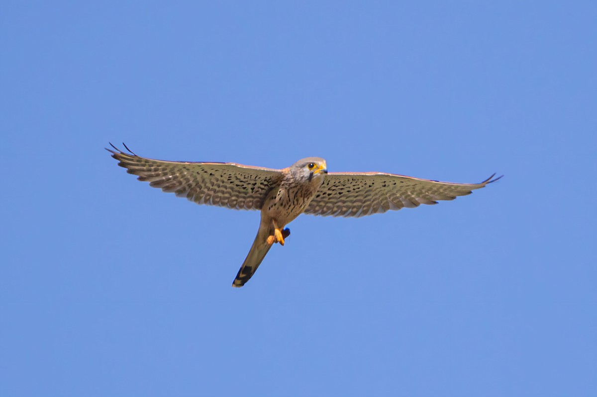 Eurasian Kestrel - ML603787281