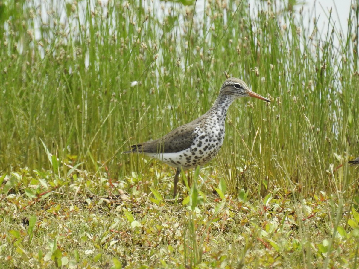 Spotted Sandpiper - ML603787791