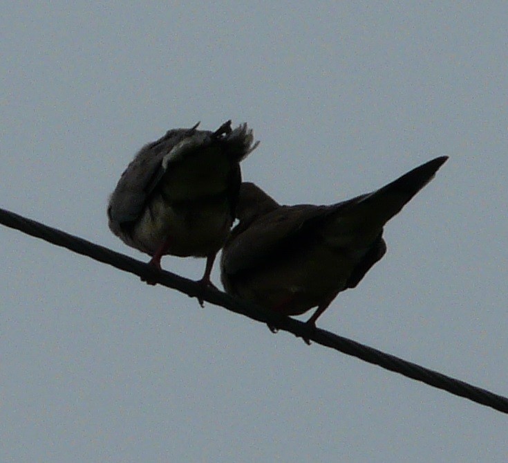 Mourning Dove - ML603788311