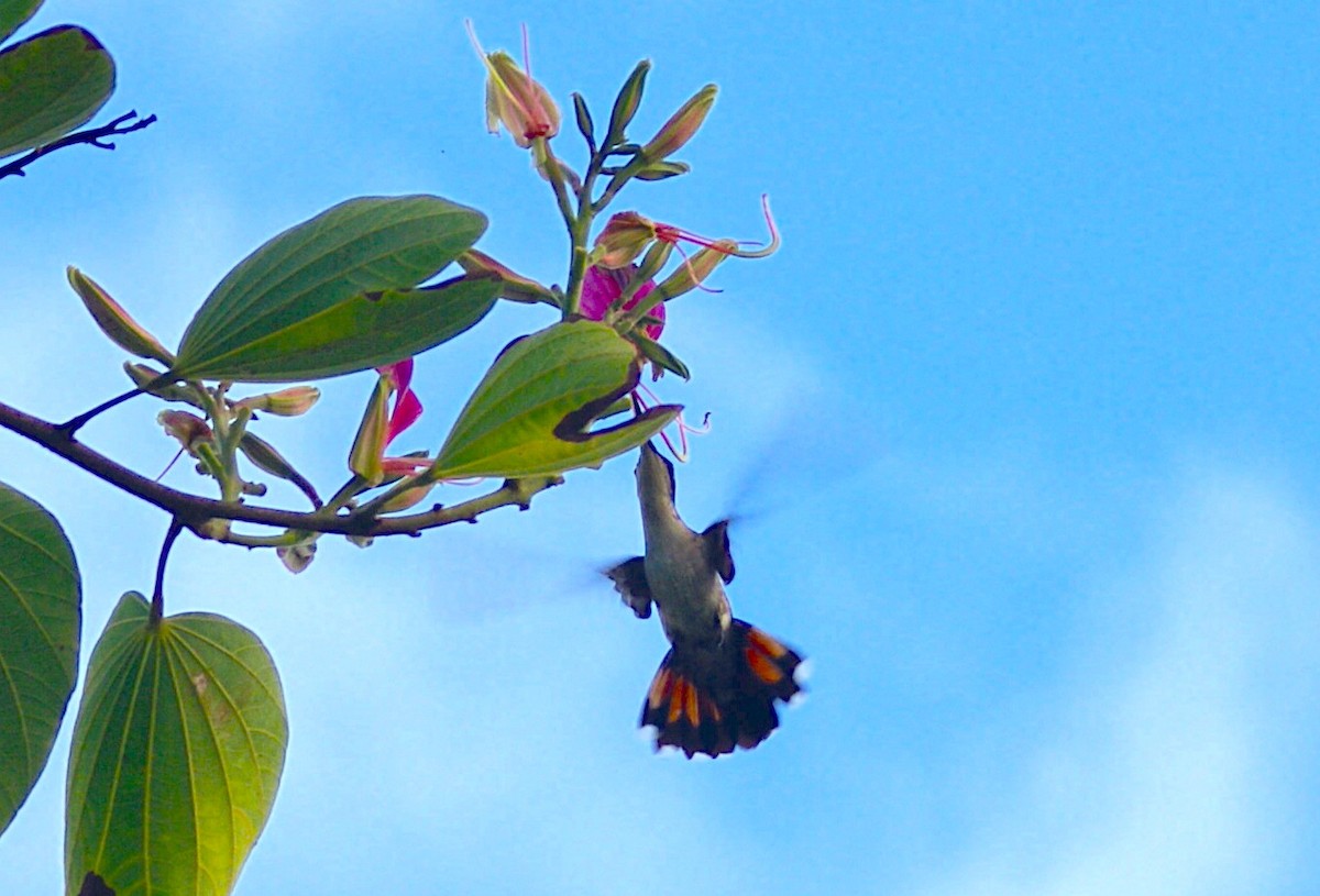 Dominikanermangokolibri - ML603788321