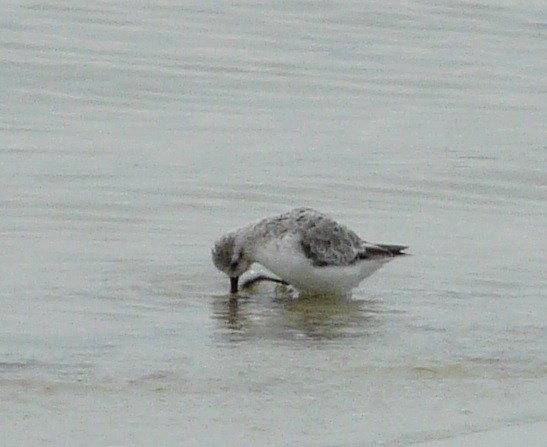 Bécasseau sanderling - ML603788791