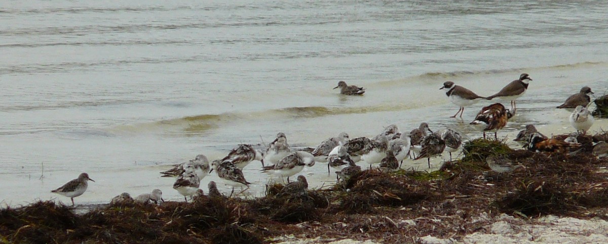 Bécasseau sanderling - ML603788811