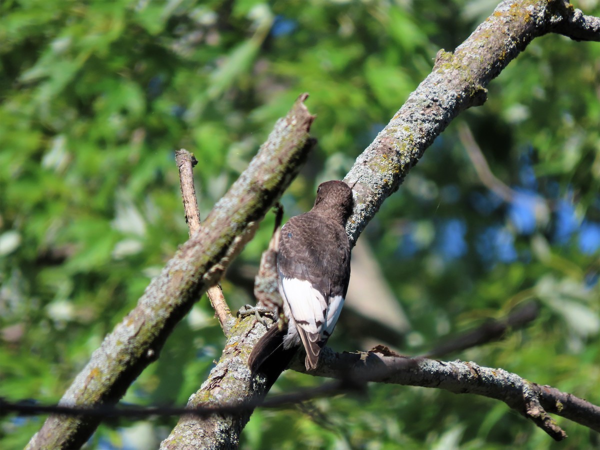 Red-headed Woodpecker - ML603788891