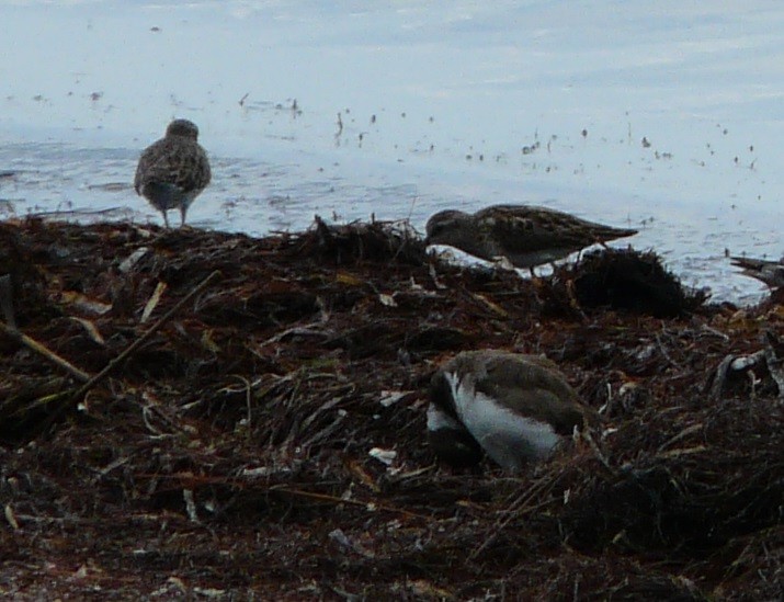 Least Sandpiper - ML603788931