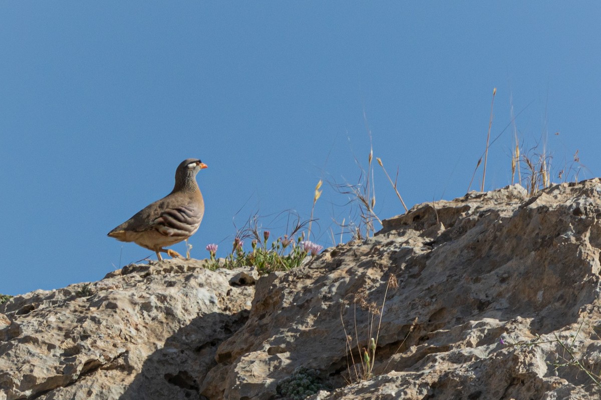 See-see Partridge - Ömer Faruk Durdu