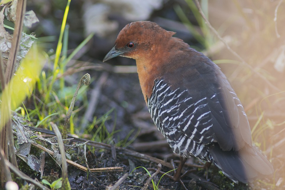 Rufous-faced Crake - ML60378921
