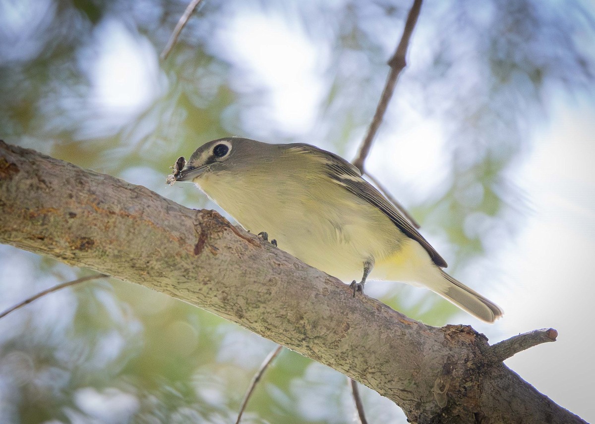 Vireo de Cassin - ML603789661