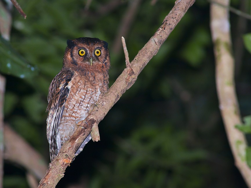 Black-capped Screech-Owl - ML60379021