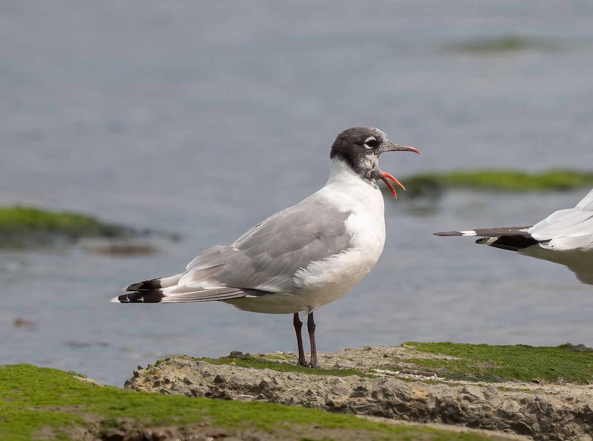 Franklin's Gull - ML603790911