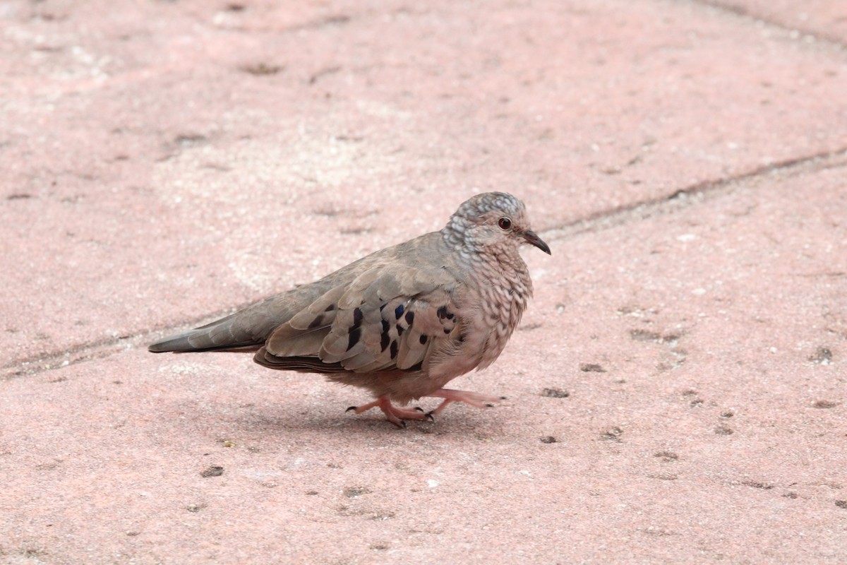 Common Ground Dove - Coen Kliewer