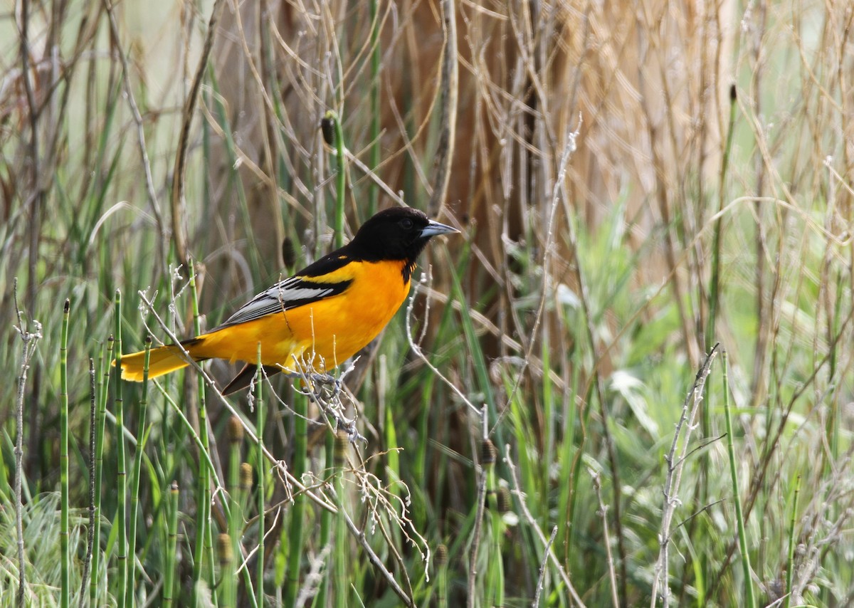 Baltimore Oriole - ML603791101