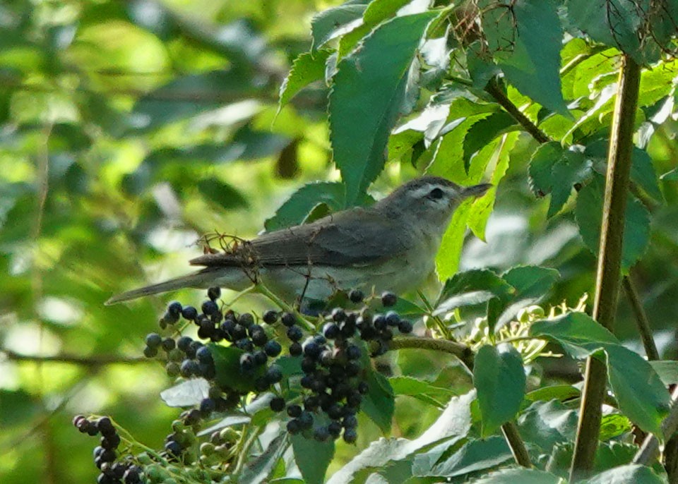 Warbling Vireo - ML603791361