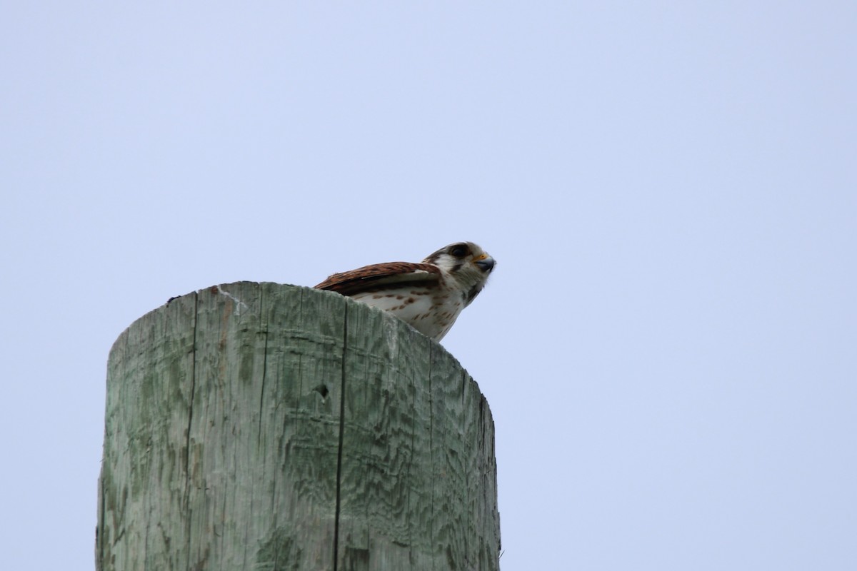 American Kestrel - ML603792751