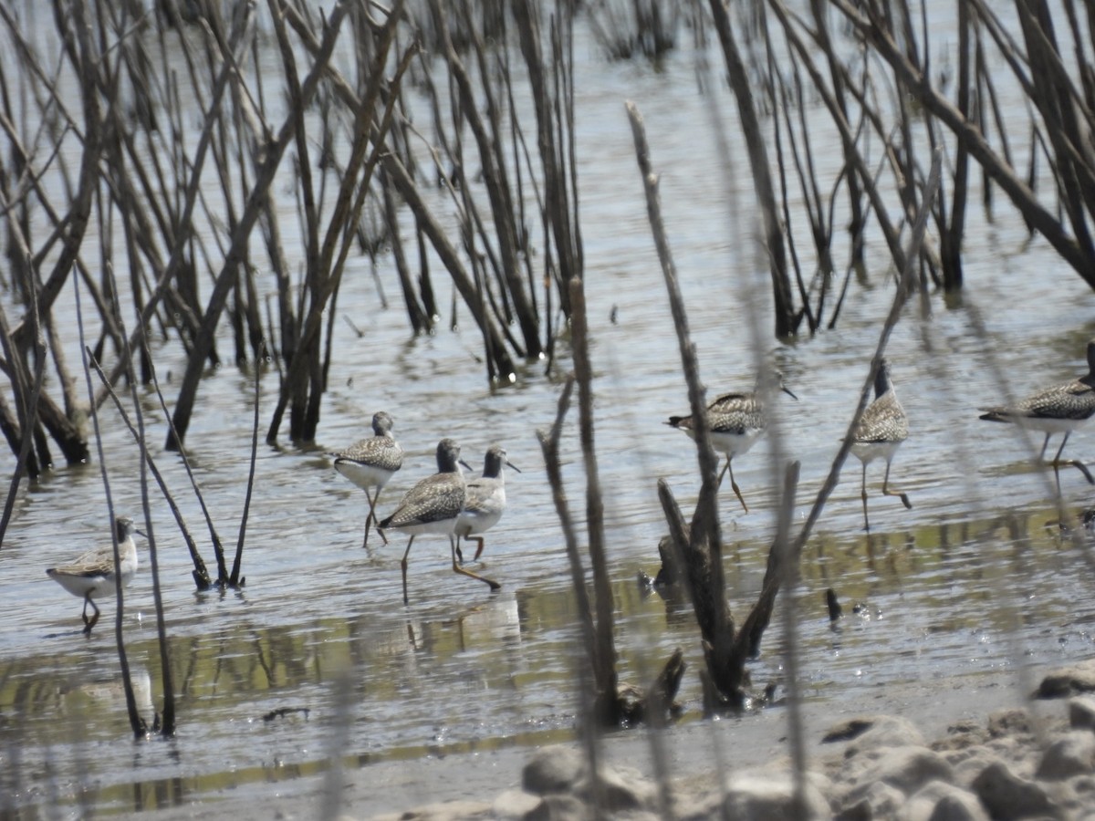 Lesser Yellowlegs - ML603793341