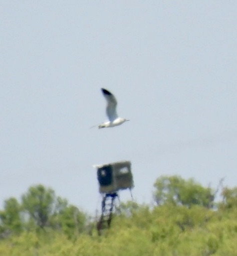 Ring-billed Gull - ML603793401