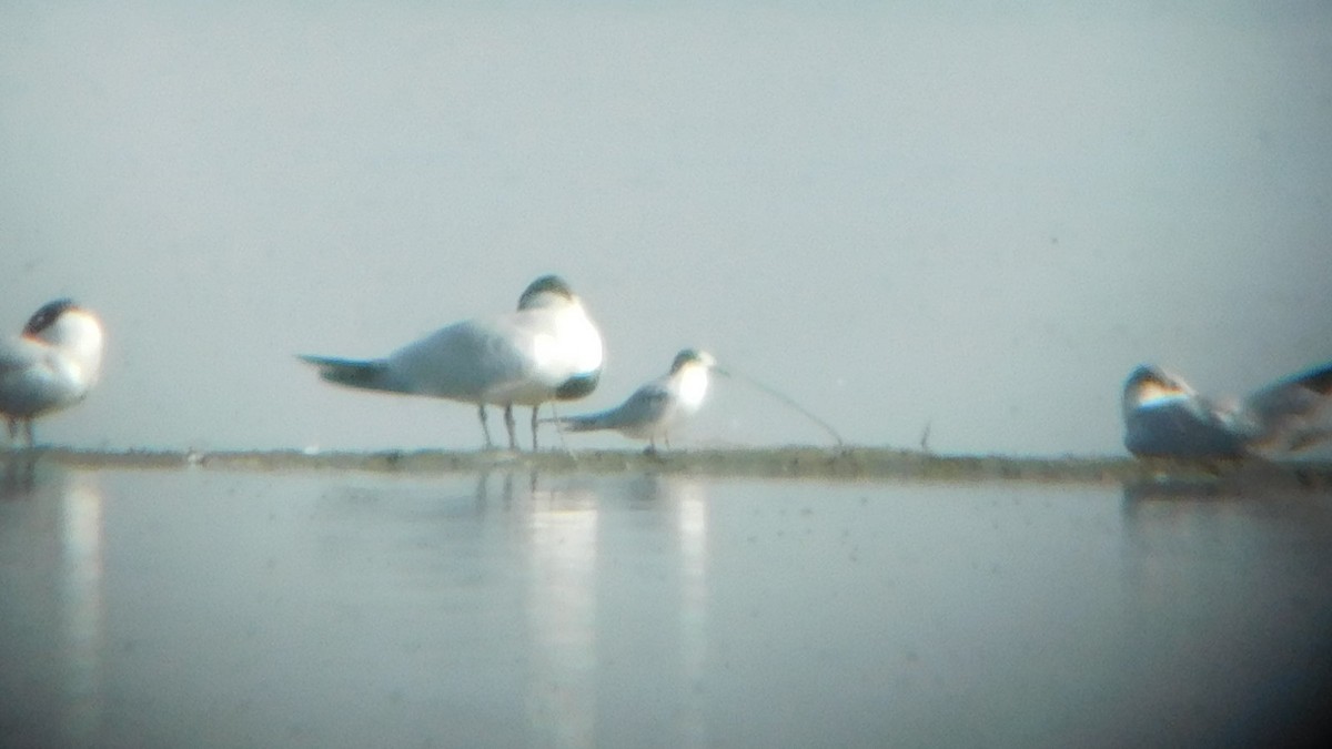 Common Tern - ML603793431