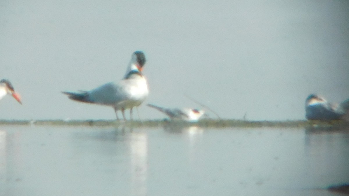 Common Tern - ML603793511