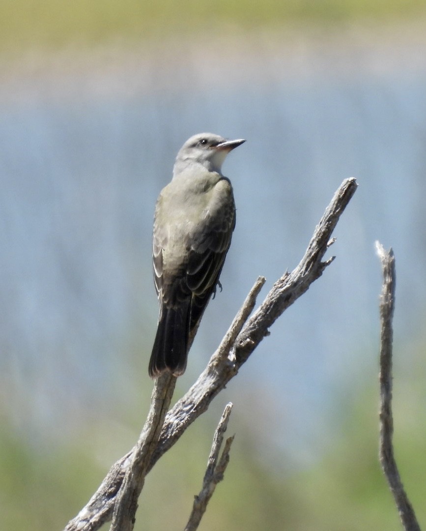 Western Kingbird - ML603793601