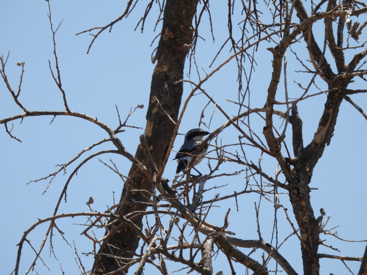 Loggerhead Shrike - ML603793811