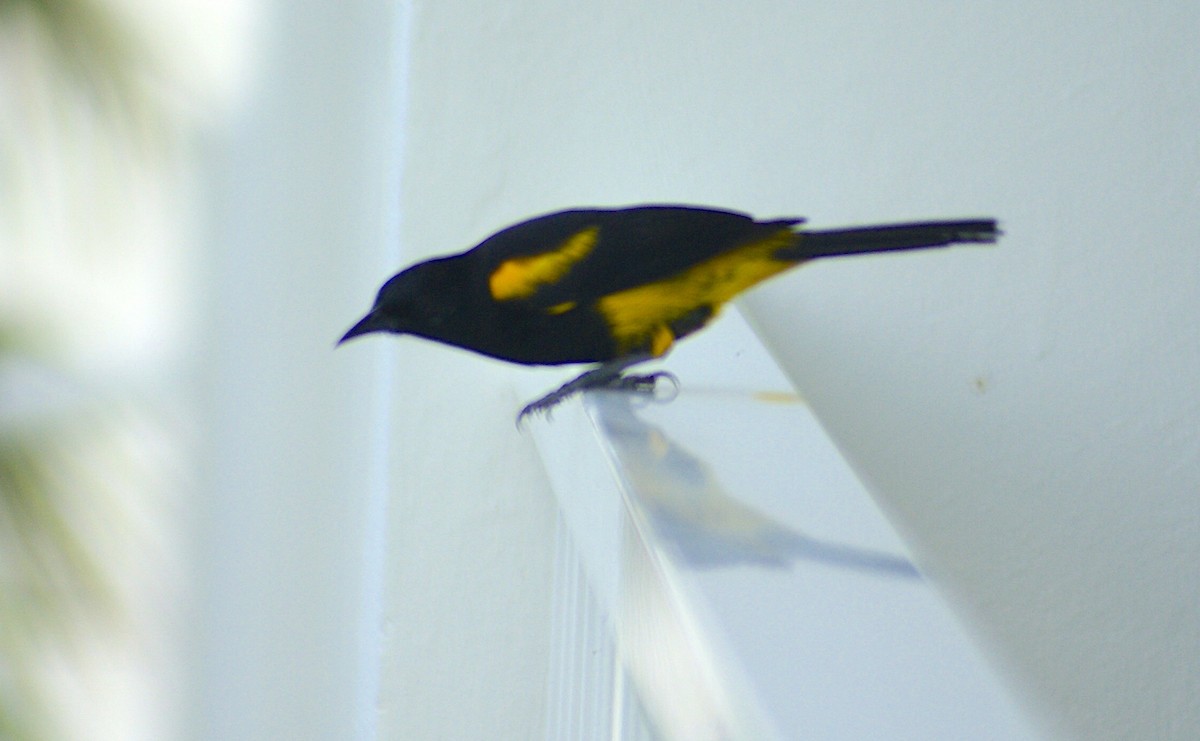 Hispaniolan Oriole - ML603794121