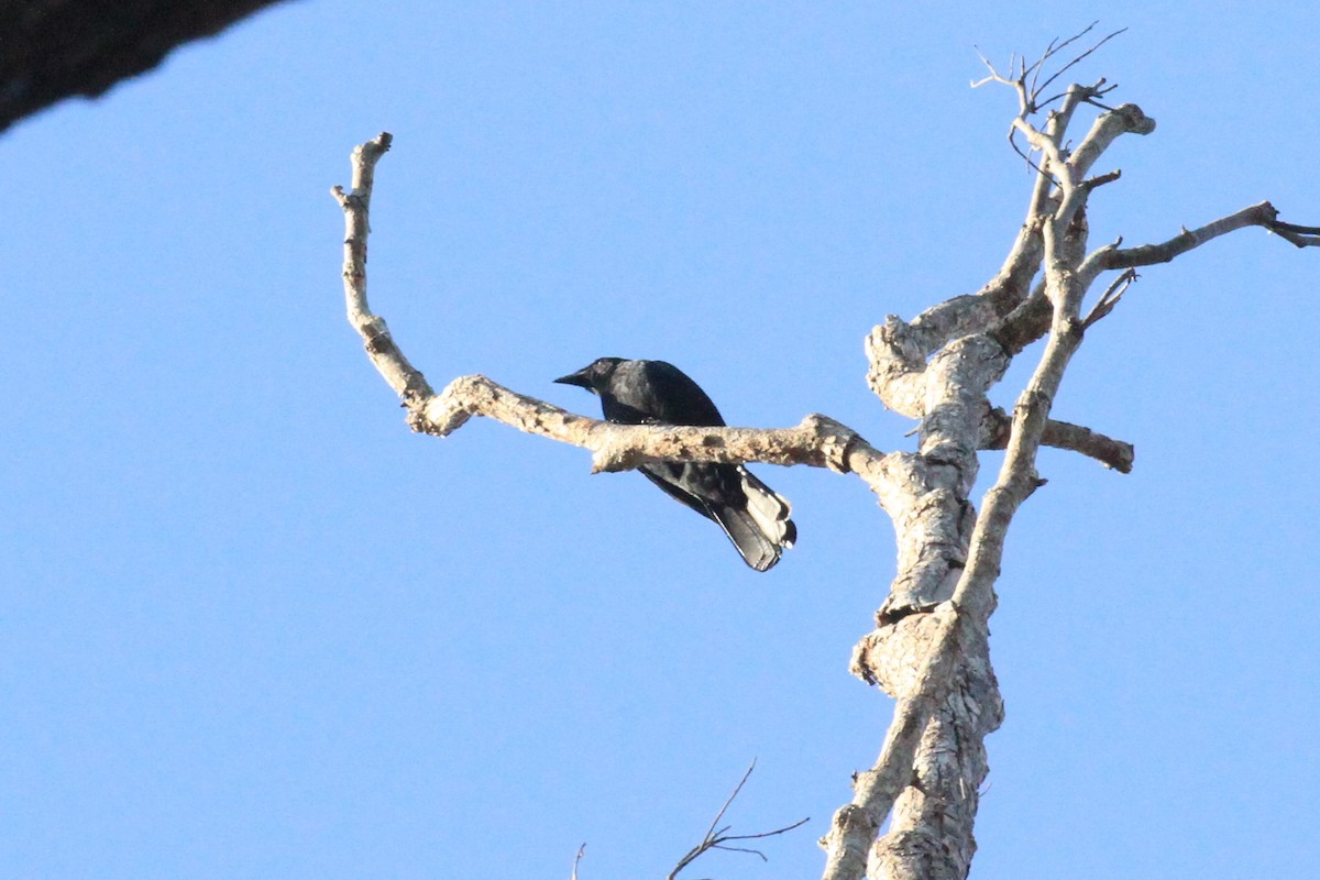 Blackish Cuckooshrike - Charles Davies