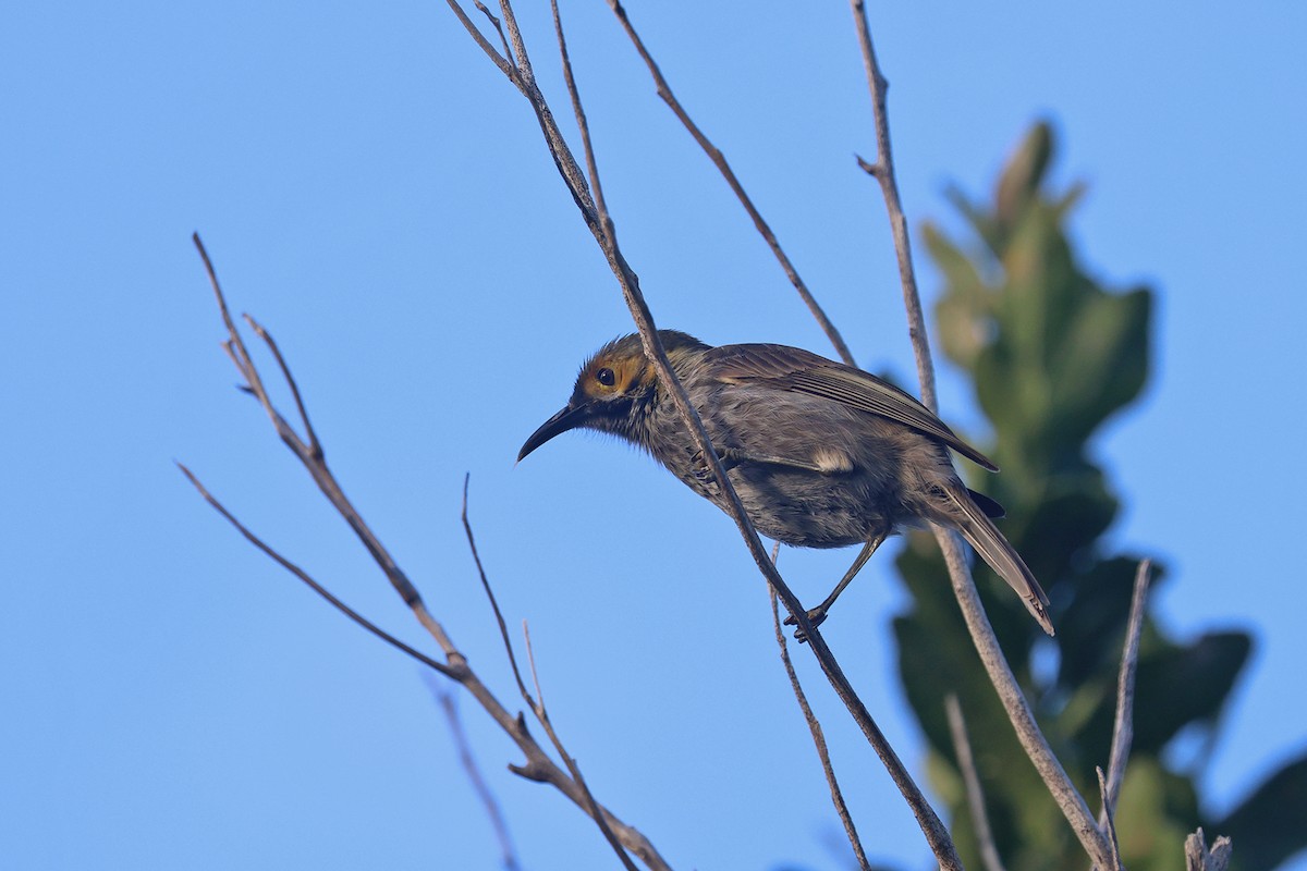 Kadavu Honeyeater - Charley Hesse TROPICAL BIRDING