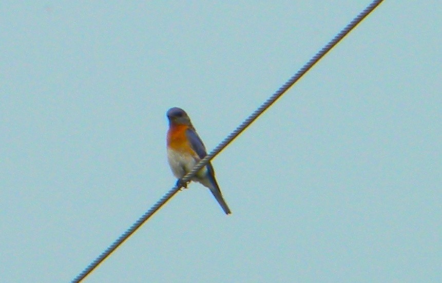 salašník modrý - ML603795281