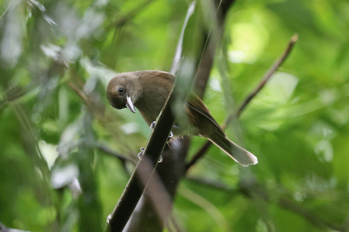 Fiji Shrikebill - Charley Hesse TROPICAL BIRDING