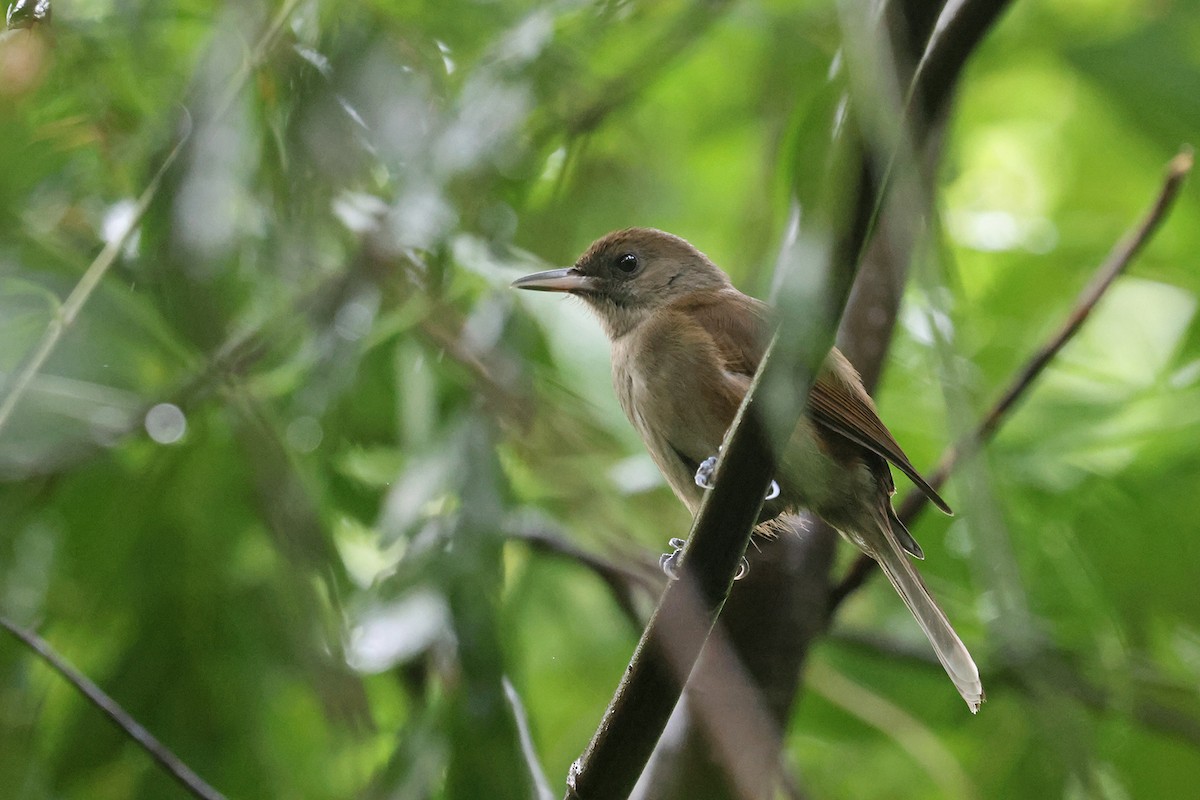 Fiji Shrikebill - ML603796201