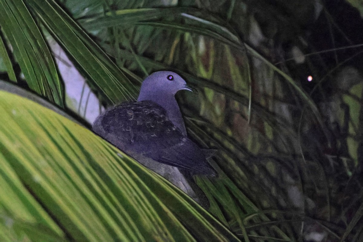 Peale's Imperial-Pigeon - ML603796311