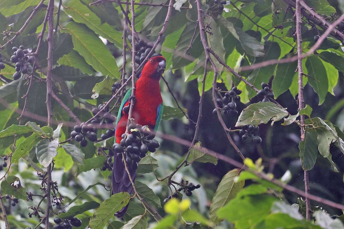 Папужець червоний - ML603797191