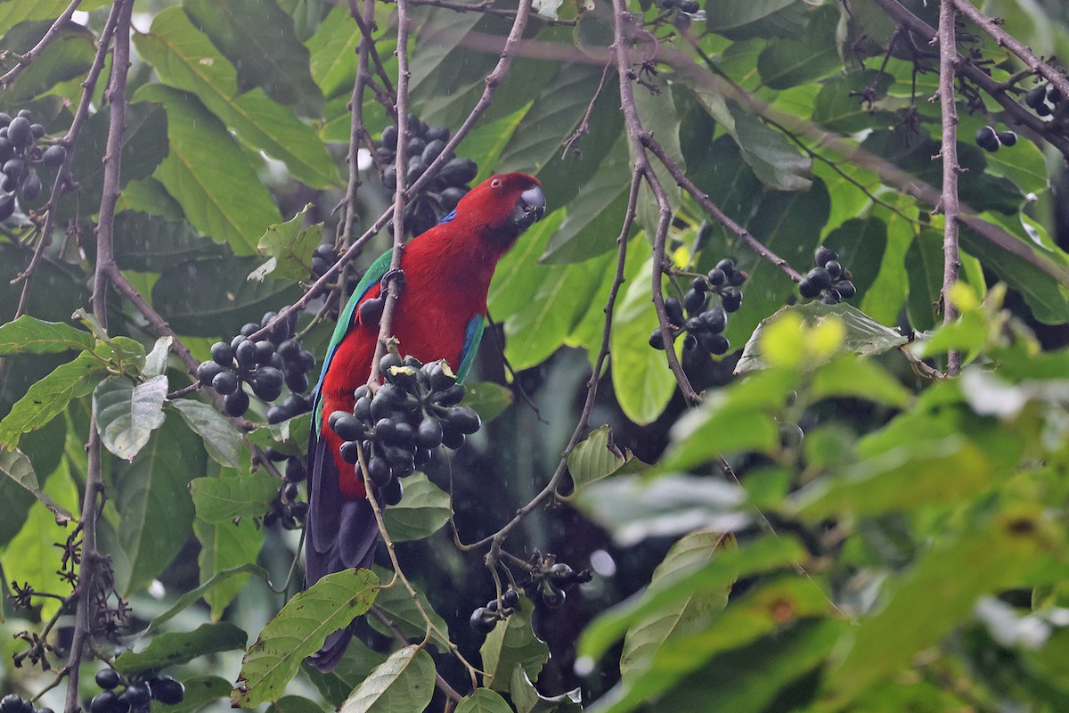 Crimson Shining-Parrot - Charley Hesse TROPICAL BIRDING