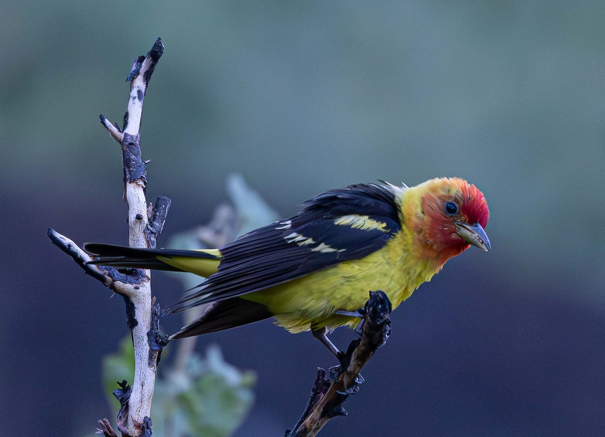 Western Tanager - ML603797241