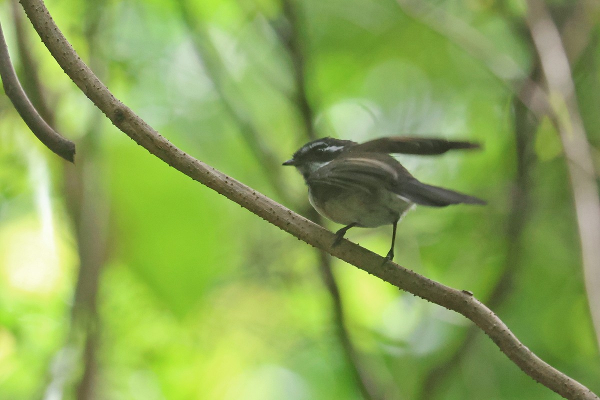 Kadavu Fantail - ML603797521