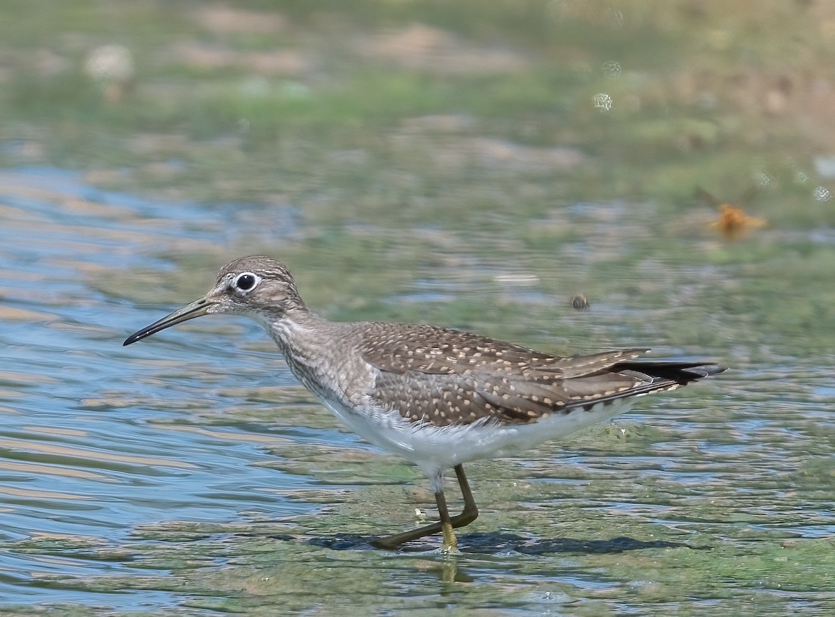 Solitary Sandpiper - ML603797611